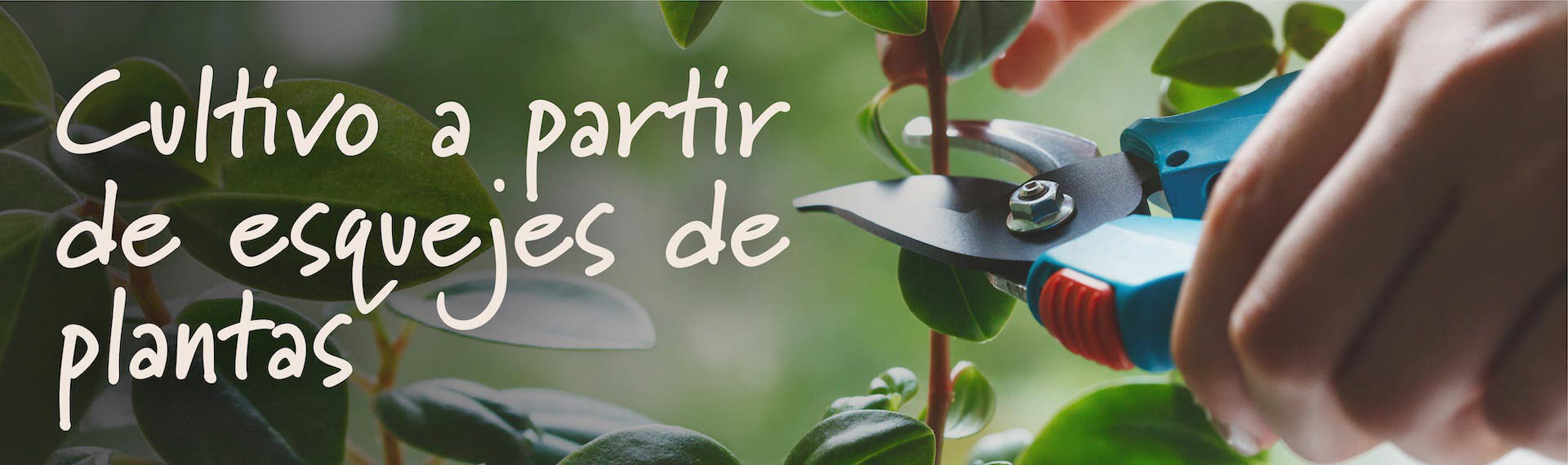 growfromplantcuttingsspanish