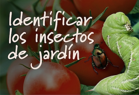 IdentifyGardenInsects_Header
