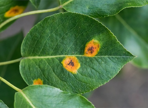 IdentifyPlantDiseases_Button_500x365