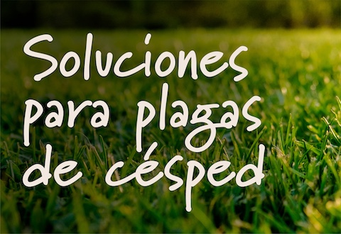 LawnPestSolutions_Header